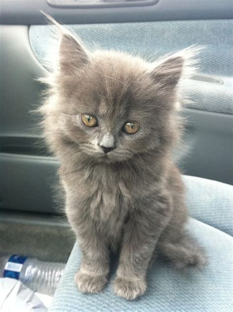 Cute Grey Kittentap The Link To Check Out Great Cat Products We Have