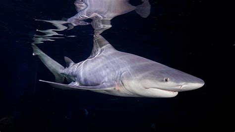 Types Of Freshwater Sharks The Sharks Of Rivers And Lakes Citrus Reef