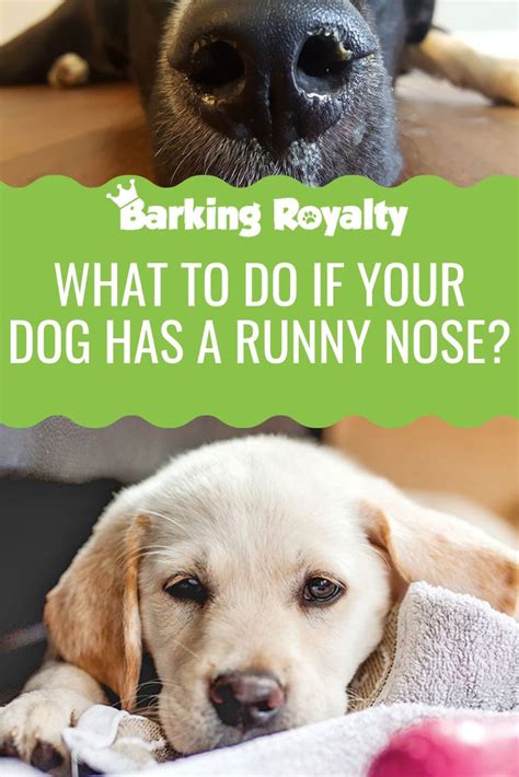 Runny Nose In Dogs What You Should Know Barking Royalty Dog Runny