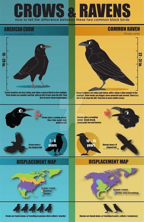 Difference between crows and ravens #CoolGuide | Crow, Pet birds, Crow