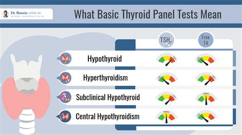 How A Thyroid Panel Can Help Evaluate Thyroid Health