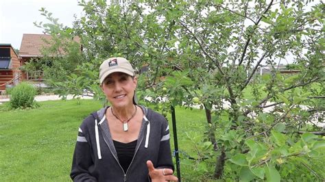 Jb primarily feeds on leaves of fruit trees, including apple, plum, peaches, apricots and cherries, leaving a characteristic skeletonized or lacey appearance (fig. How to get rid of Japanese Beetles ORGANICALLY and save ...