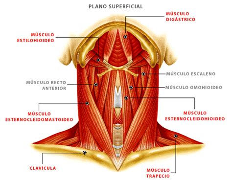 Listado Músculos De La Cabeza Y Cuello Cabeza Y Cuello Músculos Tafad Tafad Y Cursos