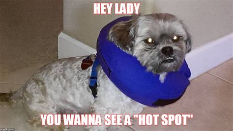 The popularity of the character has since inspired a number of photoshop fads and. Image tagged in dog fun,mad dog - Imgflip