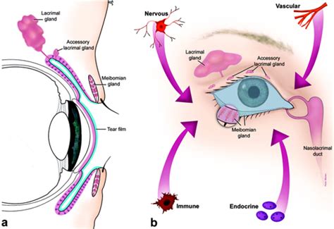 A Systematic Look At The Ocular Surface