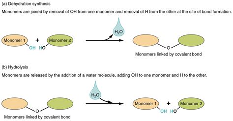 Inorganic Compounds Essential To Human Functioning · Anatomy And Physiology