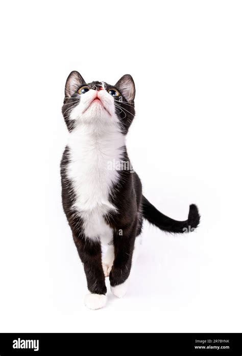 Cute Black And White Tuxedo Kitten Standing And Looking Up Isolated On