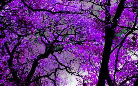 Violet Desktop Wallpapers Top Free Violet Desktop Backgrounds