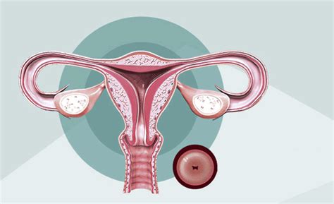 Kehamilan 1 minggu by 3dpregnancy.parentsconnect.com. Cara Mudah Mendeteksi Tanda-tanda Hamil Muda Usia ...