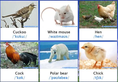 Daftar Nama Binatang Dalam Bahasa Inggris (Animal Vocabulary) Terlengkap Beserta Artinya