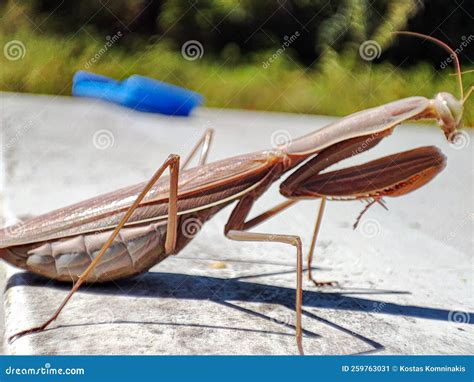 European Mantis With Fat Belly Stock Image Image Of Animal Wildlife