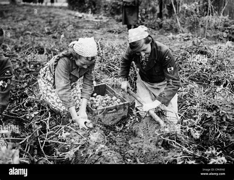 League Of German Girls Bund Deutscher Maedel Or Bdm During The Potato Harvest 1939 Stock