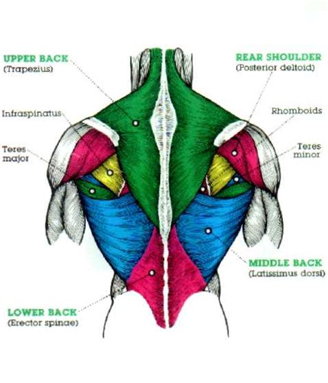 Muscles Pectoral Region And Back Muscles