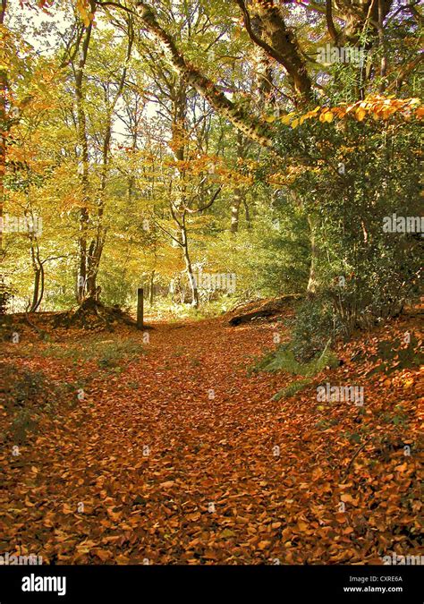 English Woodlands In Autumn Stock Photo Alamy