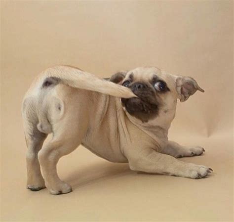 Got It Chasing My Tail Is Fun Tag A Friend Who Loves Pugs Too