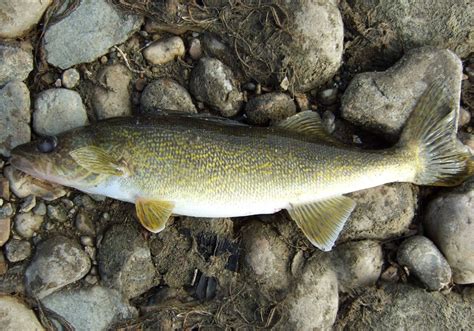 Minnesota Secretary Of State State Fish Walleye