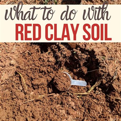 Gardening In Red Clay Soil Youre Better Off Than You Think You