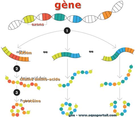 Gène Définition Et Explications