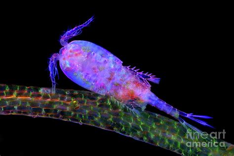 Cyclops Copepod Photograph By Marek Misscience Photo Library Pixels