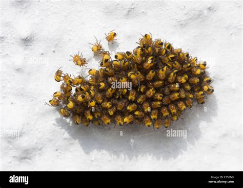 Cluster Of Spiders Hi Res Stock Photography And Images Alamy