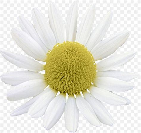 Common Daisy Oxeye Daisy Argyranthemum Frutescens Chrysanthemum Roman