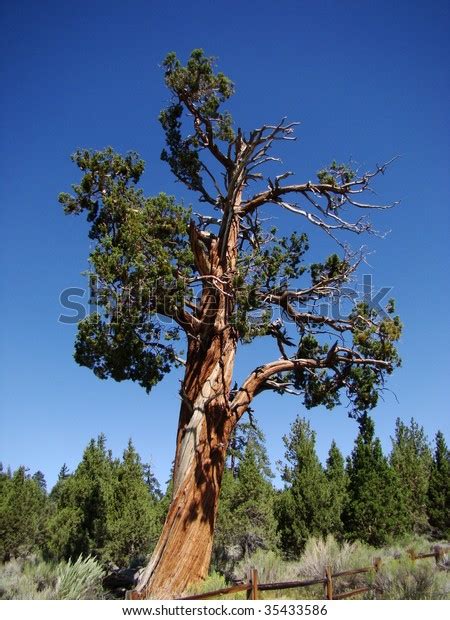 Beautiful Large Cedar Tree Southern California Stock Photo Edit Now