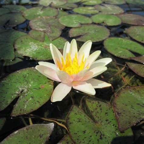 Large Water Lily Sioux Nymphaea Sioux 3l Pot Pond Plants Store