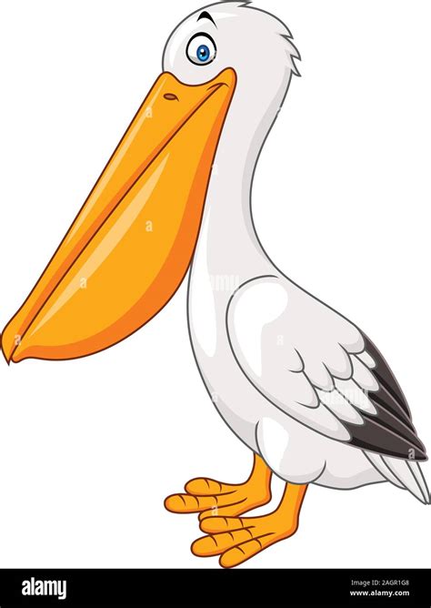 Cartoon Pelican Isolated On White Background Stock Vector Image And Art