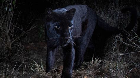 African Black Leopard Photographed For 1st Time Since 1909