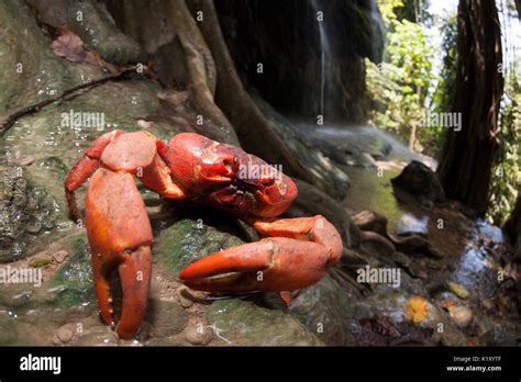 Christmas Island Red Crab At Hughes Dale Waterfall Gecarcoidea Natalis