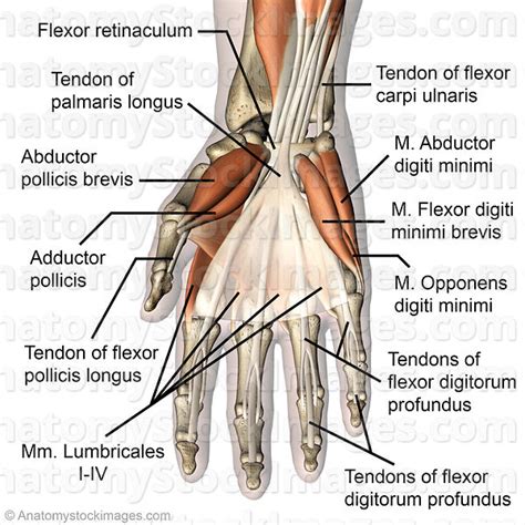 Maybe you would like to learn more about one of these? Anatomy Stock Images | hand-palmar-muscles-musculus ...