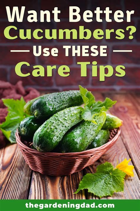 As a rule of thumb, bury seeds to a depth twice the diameter of the seed. How to Grow Cucumbers From Seed (5 EASY Tips) - The ...