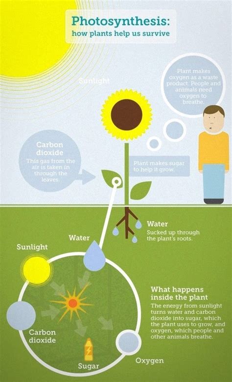 Photosynthesis Explained