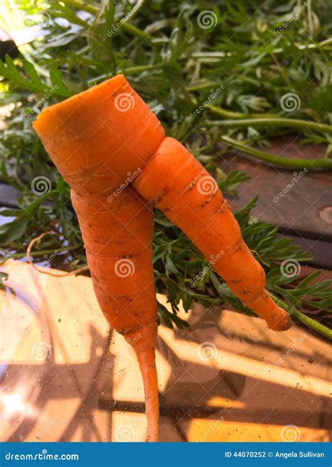 Funny Shaped Carrot From Garden Looks Like Mans Legs Stock Photo