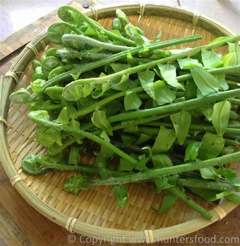 Jika daunnya sudah bertukar warna gelap di hujung, maknanya daun sudah lama dipetik dan tidak segar lagi. SARAWAK ETHNIC CUISINE