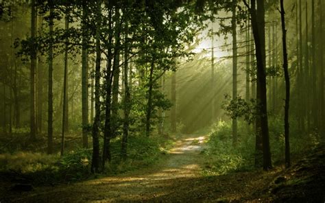 Free Download Description Download Beautiful Forest Wallpaper In