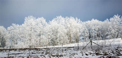 Winter Treeline Panorama Photograph By John Haldane Fine Art America
