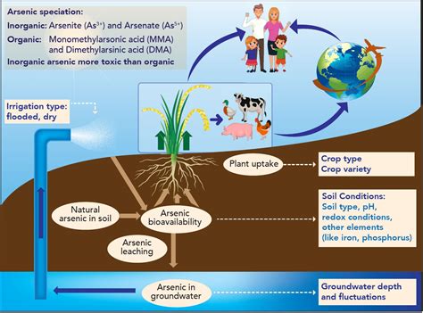 Arsenic Risk To Humans How Crops Trade And Groundwater Contribute