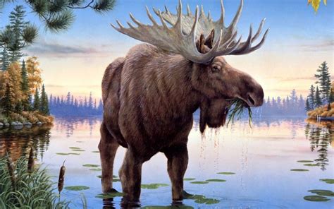 Moose Oil Painting Ipad Wallpapers Free Download