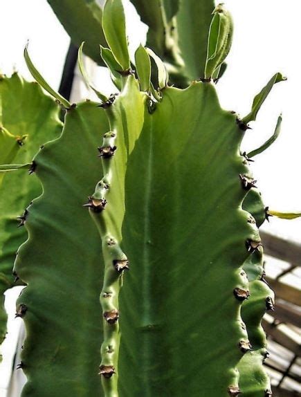Euphorbia Ingens Sale The Cactus King