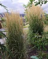 Images of Landscaping Grasses