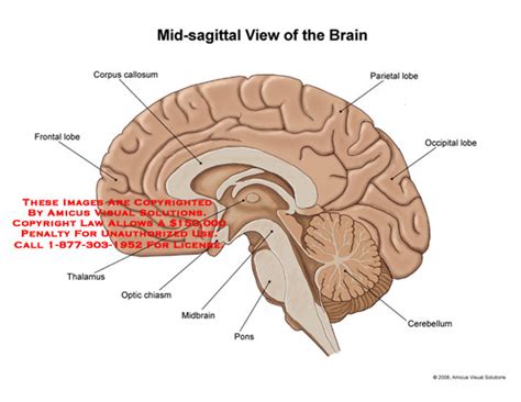Sagittal Side View Left Picture Of A Human Brain Diss Vrogue Co