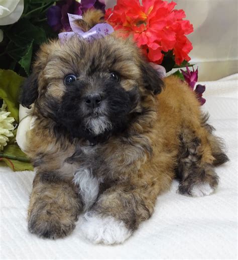 Available Puppies From Hearthside Meadows Hearthside Meadows