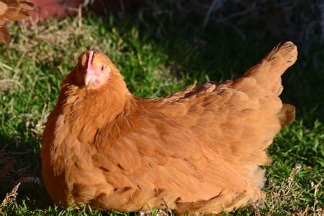 Buff Orpington Started Pullets Cackle Hatchery