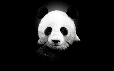 Lucky for you, unsplash photographers have ventured where others wouldn't dare and photographed the panda. Cute Panda Backgrounds - Wallpaper Cave