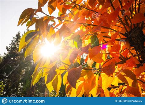 Vibrant Orange Colorful Leaves On Autumn Trees With Sunbeams And