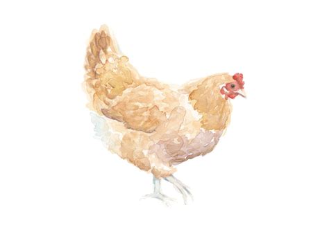 Yellow Chicken Watercolor Print Farm Animal Painting Chicken Hen