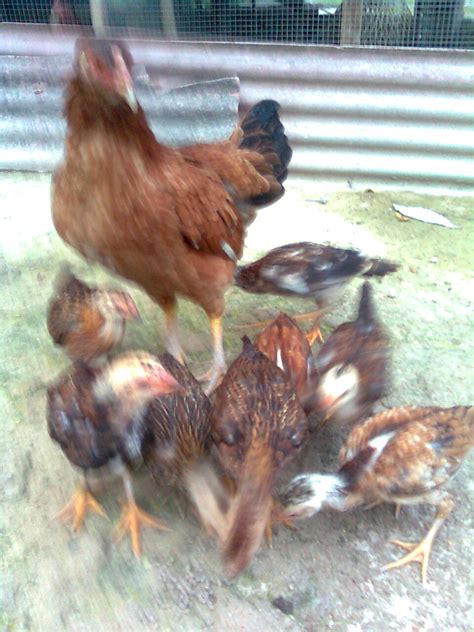 Harga ayam segar di pasar basah di pulau pinang kini berharga antara rm10.50 hingga rm12 sekilogram. Perniagaan | Ternakan | Ayam Siam | Ayam Sabung | Ayam ...