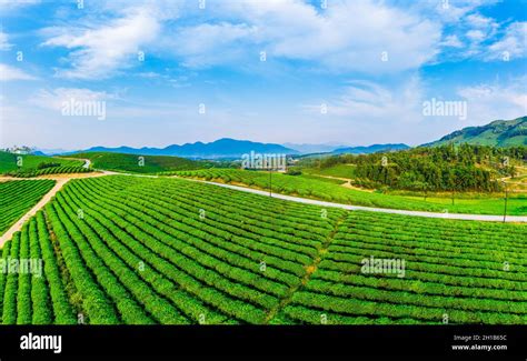 Aerial View Of Green Tea Plantation Stock Photo Alamy