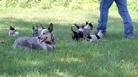 Feel free to browse classifieds placed by australian cattle dog dog breeders in. Blue Heeler Australian Cattle Dog Puppies For Sale - YouTube